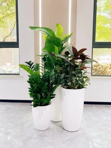 慈溪盆景租赁哪家好